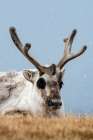 A Svalbard reindeer-Rangifer tarandus-in snowy tundra Norway Art Print